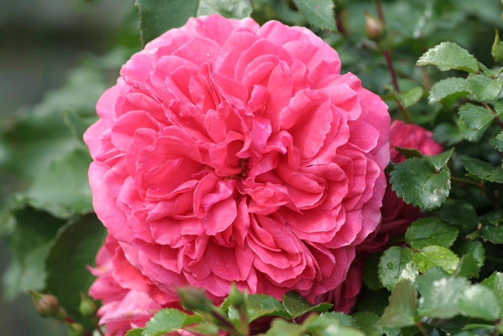 Kletterrose 'Rosarium Uetersen®', 30 bis 60 cm Höhe, rosa Cover